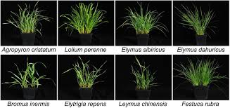 Attēlu rezultāti vaicājumam “Gramineae”