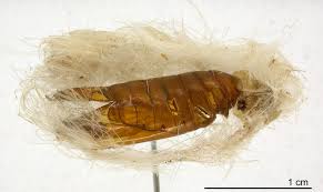 Attēlu rezultāti vaicājumam “Lymantria monacha pupa”