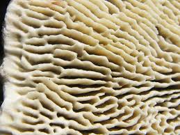 Attēlu rezultāti vaicājumam “Daedaleopsis confragosa”