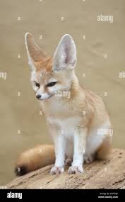 Attēlu rezultāti vaicājumam “Vulpes zerda”