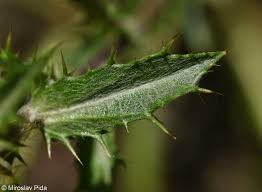 Attēlu rezultāti vaicājumam “Carlina vulgaris”