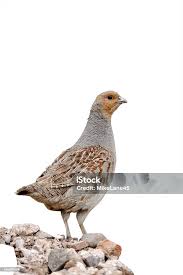 Attēlu rezultāti vaicājumam “Perdix perdix”