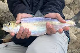 Image result for Alosa mediocris