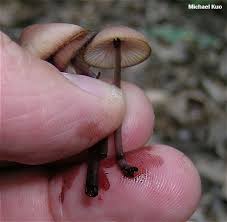 Attēlu rezultāti vaicājumam “Mycena”