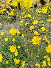 Attēlu rezultāti vaicājumam “Hieracium laevigatum”