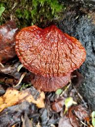 Attēlu rezultāti vaicājumam “Diderma radiatum sessile”