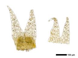 Attēlu rezultāti vaicājumam “Geocalyx graveolens”