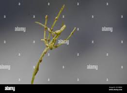 Attēlu rezultāti vaicājumam “Chara contraria”