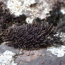 Attēlu rezultāti vaicājumam “Harpanthus scutatus”