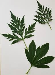 Attēlu rezultāti vaicājumam “Ambrosia artemisiifolia”