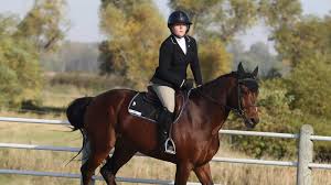 Image result for South Weylands Equestrian