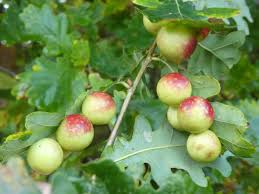 Attēlu rezultāti vaicājumam “Cynips quercusfolii”