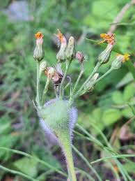 Attēlu rezultāti vaicājumam “Aulacidea hieracii”