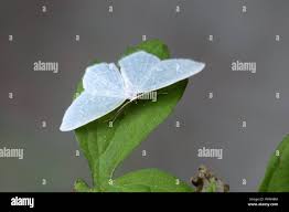 Attēlu rezultāti vaicājumam “Jodis putata”