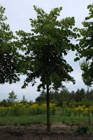 Attēlu rezultāti vaicājumam “Tilia x moltkei”