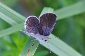 Attēlu rezultāti vaicājumam “Everes argiades male”