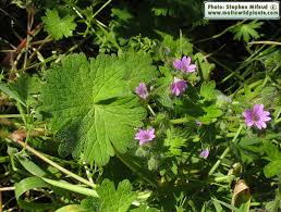 Attēlu rezultāti vaicājumam “Geranium molle flower”