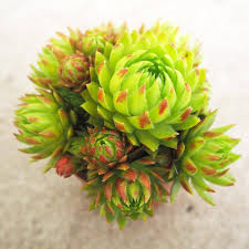 Attēlu rezultāti vaicājumam “Jovibarba globifera leaf”