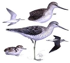 Attēlu rezultāti vaicājumam “Tringa nebularia adult”