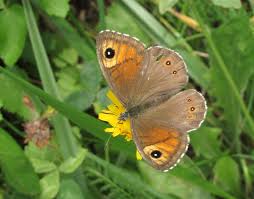 Attēlu rezultāti vaicājumam “Lasiommata maera upperside”