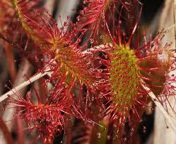 Attēlu rezultāti vaicājumam “Drosera anglica”