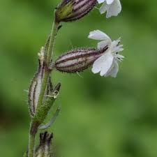 Attēlu rezultāti vaicājumam “Silene wolgensis”