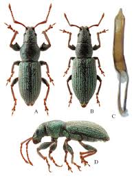 Attēlu rezultāti vaicājumam “Phyllobius”