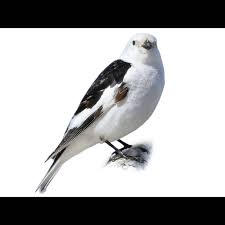 Attēlu rezultāti vaicājumam “Plectrophenax nivalis”