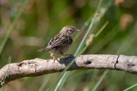 Image result for Cisticola juncidis