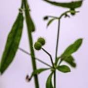 Attēlu rezultāti vaicājumam “Galium schultesii fruit”