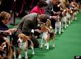 Westminster Dog Show 2012