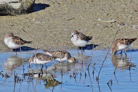Attēlu rezultāti vaicājumam “Calidris minuta”