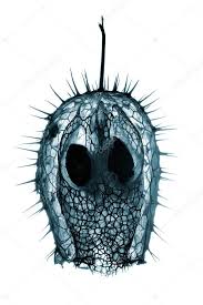 Attēlu rezultāti vaicājumam “Echinocystis lobata fruit”