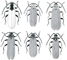 Attēlu rezultāti vaicājumam “Lygistopterus sanguineus”