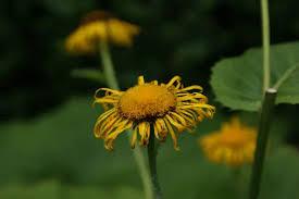 Image result for Telekia speciosa