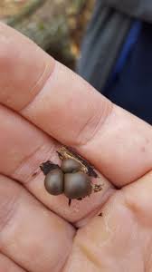 Attēlu rezultāti vaicājumam “Lycogala miserum spores”