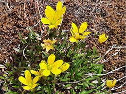 Attēlu rezultāti vaicājumam “Saxifraga hirculus flower”