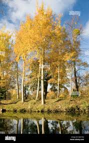 Attēlu rezultāti vaicājumam “Betula pendula”