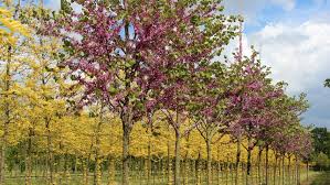 Attēlu rezultāti vaicājumam “Cercis siliquastrum”