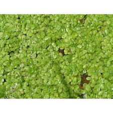 Attēlu rezultāti vaicājumam “Callitriche cophocarpa leaf”