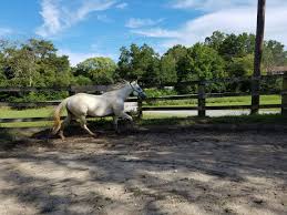 Image result for East Flegg Riding Club