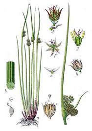 Attēlu rezultāti vaicājumam “Juncus conglomeratus fruit”