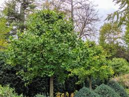 Attēlu rezultāti vaicājumam “Ginkgo biloba fruit”