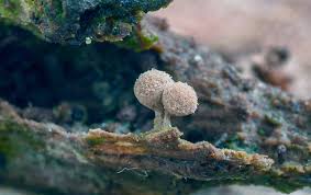 Attēlu rezultāti vaicājumam “Arcyria globosa”