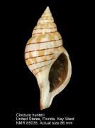 Image result for Cinctura hunteria