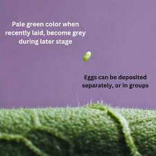 Attēlu rezultāti vaicājumam “Chrysopa eggs”