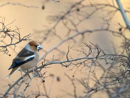 Attēlu rezultāti vaicājumam “Coccothraustes coccothraustes”