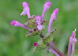 Attēlu rezultāti vaicājumam “Lamium amplexicaule flower”