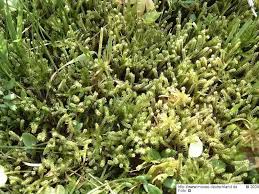 Attēlu rezultāti vaicājumam “Paludella squarrosa”