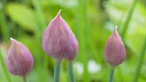 Attēlu rezultāti vaicājumam “Allium schoenoprasum bud”